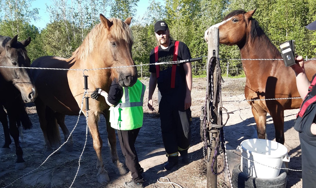 Kolme hevosta ja kaksi henkilöä hevosaitauksen sisällä, oikeassa reunassa kolmas henkilö osittain näkyvissä aitauksen ulkopuolella.